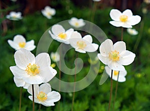 White wildflowers