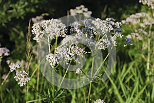 White wildflowers of Anise Pimpinella anisum. photo