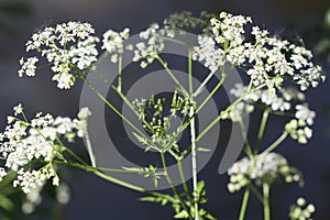 White wildflowers black abstract background