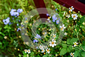 Bidens albas in the garden.