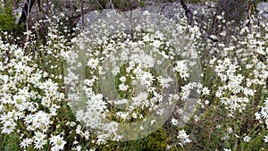 White wildflowers are in full blossom during spring in Australia.