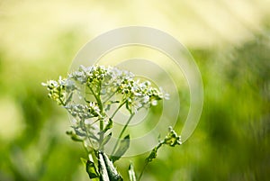 White Wildflowers with Green Background