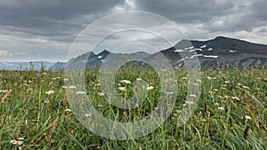 White wildflowers grow among lush green grass in an alpine meadow.