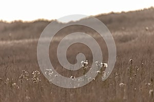 white wildflowers growing out of tall grass