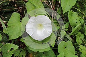 White wildflowers in hedgerow