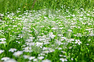 White wildflowers meadow