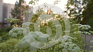 White Wildflowers in Orange Rays of the Setting Sun. Abundant White Wildflowers in Nature, Close Up