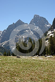 White wildflowers Span Out Across Field with Tetons Looming Over