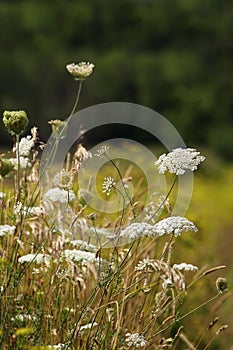 White wildflowers in summer fields