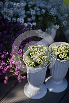 white wildflowers in white flowerpots on the street