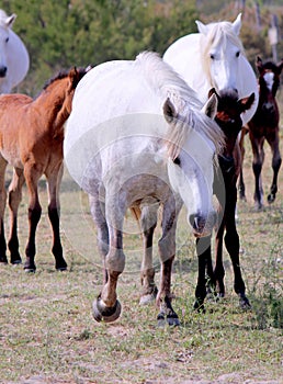 White Wildhorse