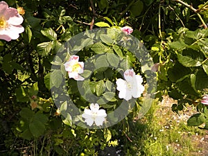 White wildrose flower at early spring