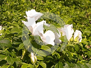White wildrose flower at early spring