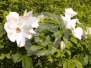 White wildrose flower at early spring