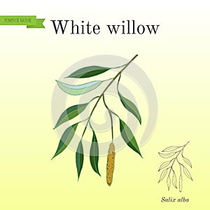 White willow branch