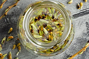 White willow buds and alcohol inside a glass jar - preparation of gemmotherapy tincture