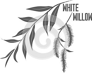 White willow leaves and buds vector illustration