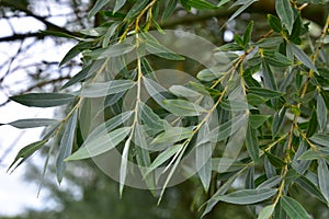 White Willow, Redgrave and Lopham Fen, Suffolk, UK