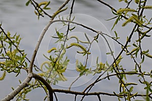 White Willow - Salix alba, River Yare, Norfolk Broads, England, UK