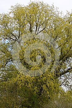 White Willow - Salix alba, River Yare, Norfolk Broads, England, UK