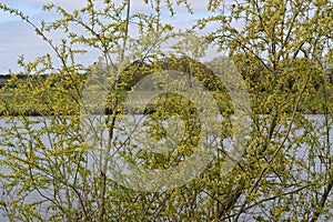 White Willow - Salix alba, River Yare, Norfolk Broads, Norwich, England, UK