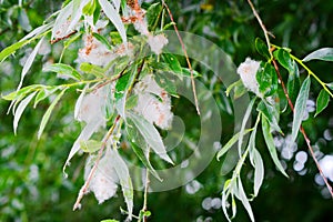 White willow Salix alba tree branch with fruits and leaves. Seeds in white down.