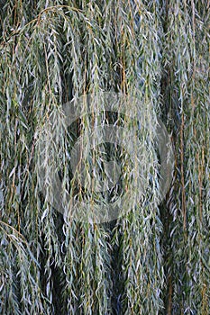 White willow tree salix alba branches, large detailed vertical textured foliage pattern closeup, green branch texture in detail