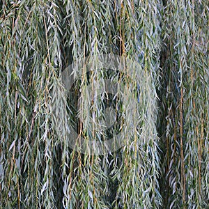 White willow tree salix alba branches, large detailed vertical textured foliage pattern closeup, green branch texture in detail