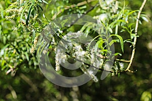 white willow tree (Salix alba) leafs with seed