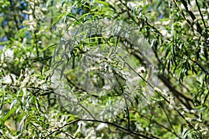 white willow tree (Salix alba) leafs with seed