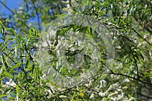 white willow tree (Salix alba) leafs with seed