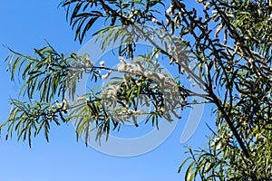 white willow tree (Salix alba) leafs with seed