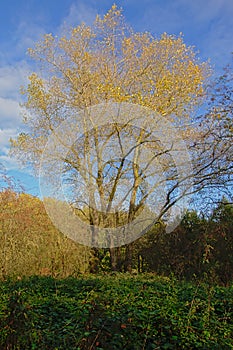 White wilow tree in the Flemish countryside - Salix Alba