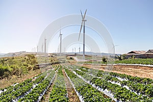 White wind turbines generating electricity in wind power station with strawberries tree growing plantation