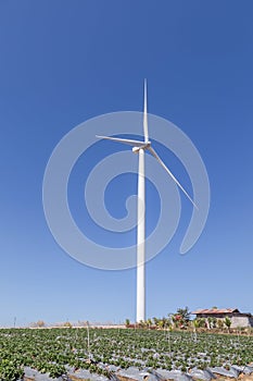 White wind turbines generating electricity in wind power station with strawberries tree growing plantation