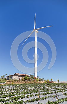 White wind turbines generating electricity in wind power station with strawberries tree growing plantation