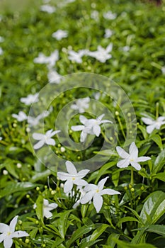 White Windflower captured in the morning