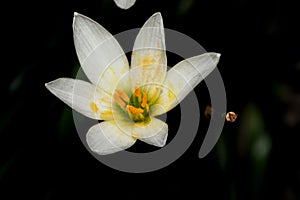 White windflower, Peruvian swamp lily, Zephyranthes candida
