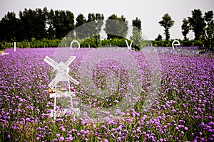 White Windmill and Lavender field
