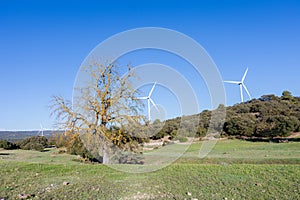 White windmills on natural pine and mountain landscape and clear blue sky. Clean and renewable energy