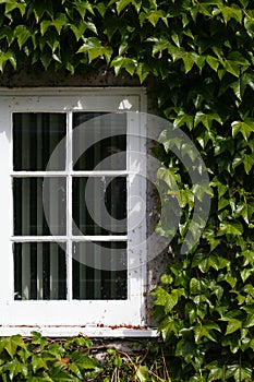 White window with green creeping ivy leaves in sunlight