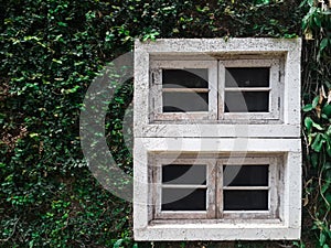 White window ivy wall green wood with copy space