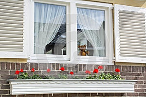 White window with red flowers and small toy bear