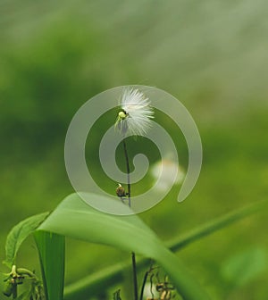 White windy flower photo