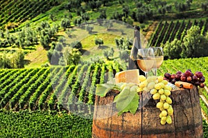 White wine with barrel on vineyard in Chianti, Tuscany, Italy