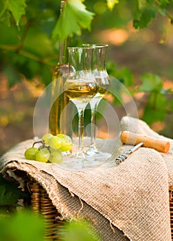 White wine bottle, glass, young vine and bunch of grapes against