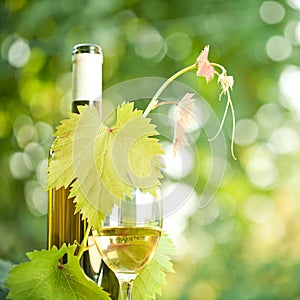 White wine bottle, grapevine and wineglass