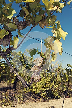 White wine clusters of grapes on a vine.