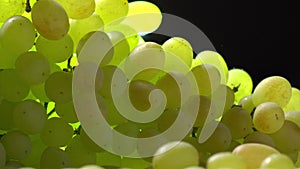 White wine glass and bunch of green grapes. Winery or winemaking concept. 4K close up video