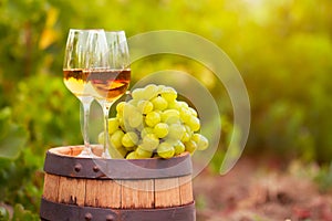 White wine glass, young vine and bunch of grapes against vineya